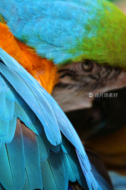 特写图像蓝色和黄色金刚鹦鹉鹦鹉从巴西亚马逊雨林，野生鸟拍摄整理羽毛/翅膀的分支，金色和蓝色金刚鹦鹉(阿拉阿拉劳那)绿色的羽毛头，眼睛，嘴，脸和头，羽毛细节，笼子和鸟舍